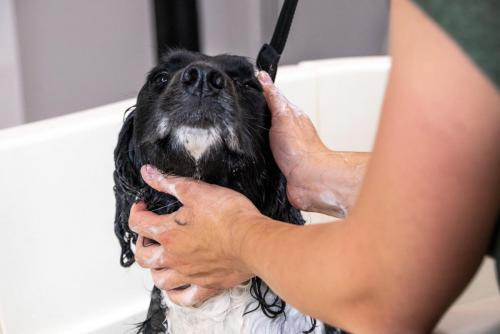 Gruffs Groomers-1-2