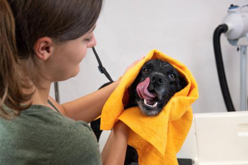 Gruffs Groomers-2