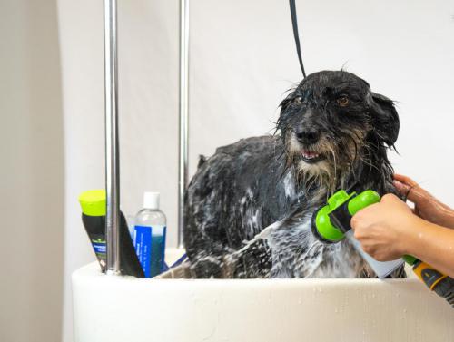 Gruffs Groomers-3-2