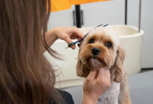 Gruffs Groomers-3-3