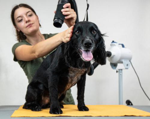 Gruffs Groomers-3