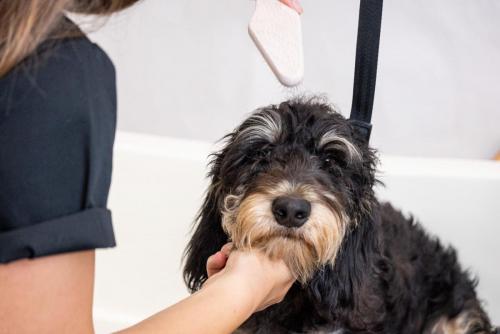 Gruffs Groomers-4